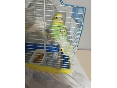 6 Aylık Dişi Muhabbet Kuşu (Açıklamayı Okuyun)