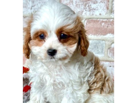 2 Aylık Tatlı Cavalier King Charles Yavrularımız Ailelerini Bekliyor