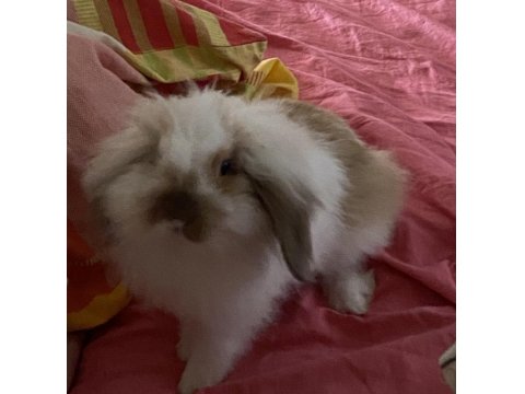 Hollanda Lop Tavşanı