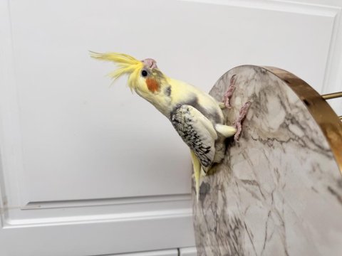 Sultan Papağanları