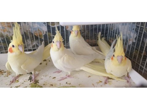 Lutino Sultan Papağanı Sağlıklı