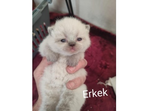 Farklı Cins Kediler Mevcuttur