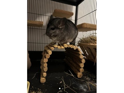 Chinchilla (Çinçila) Dişi Yavru