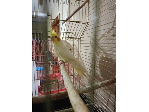 Lutino Sultan Papağanı