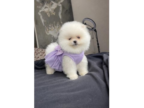 Ayı Surat Pomeranian Boo Yavrular