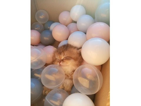 British Longhair Yavru Kediler