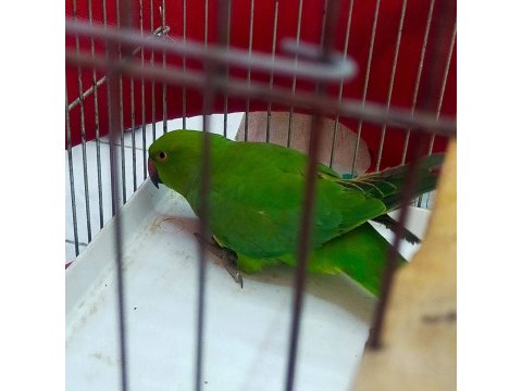 Yavru Pakistan Papağanı 7 Aylık