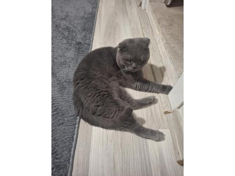Kısırlaştırıp Sahiplendirilecek Scottish Fold