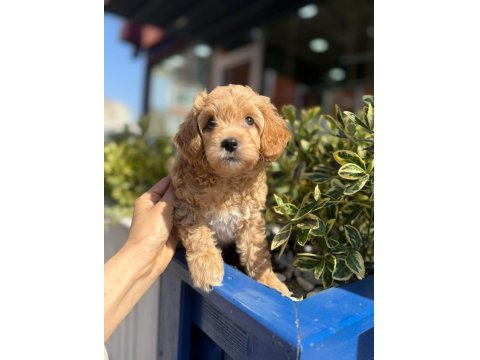 Orjinal Maltipoo Yavrular