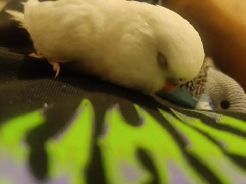 Ev Üretimi Muhabbet Kuşu Tamamen Evcil Takımlarda Var Üreyen