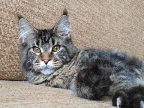 Dişi Ve Erkek Maine Coon İyi Kalite