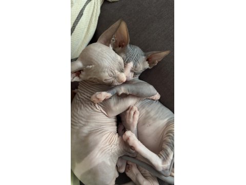 Sfenks Yavru Kedilerim