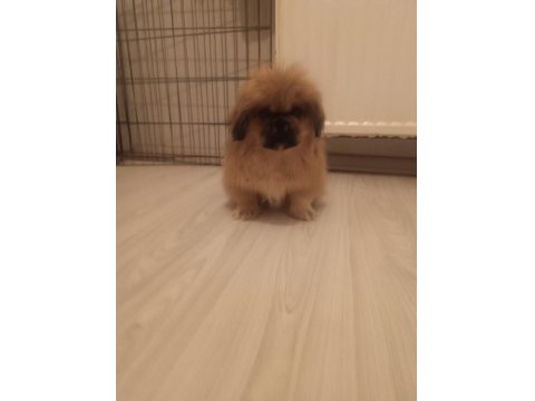 İmperial Yavrumuz Yeni Yuvasını Arıyor