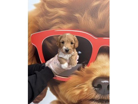 Irk Garantili Maltipoo Yavrularımız