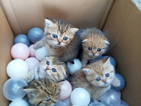 British Shorthair Yavru Kedimiz