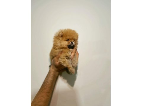 Üst Kalite Pomeranian Bebeklerimiz