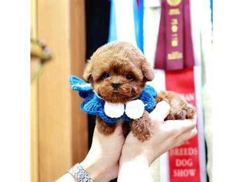 Toy Poodle Yavrum