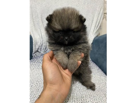 A Kalite Pomeranian Çanta Boy
