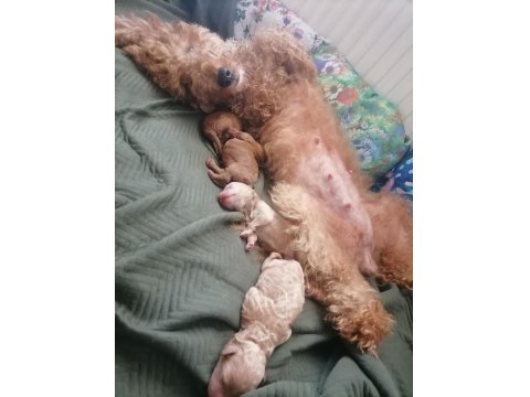 Teacup Küçük Boy Poodle Bebeklerim