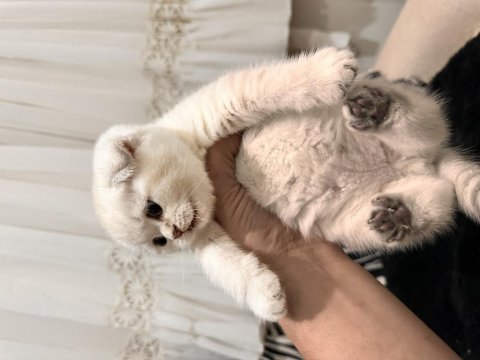 Teslime Hazır Scottish Fold Pamuk Gibiler