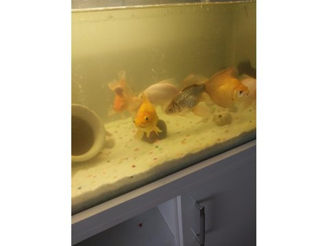 Balıklar Ve Akvaryum