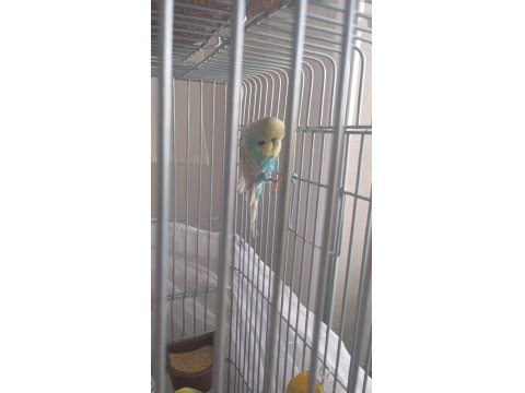 Şov Jumbo Muhabbet Kuşları