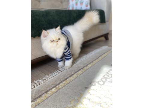 İran Persian Kedimiz