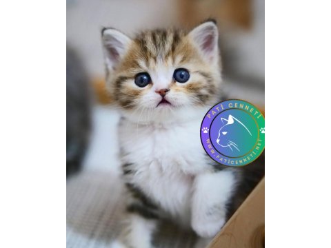 Şeker Suratlı Black Golden British Shorthair Yavrumuz