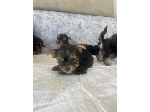 Teslime Hazır Safkan Yorkshire Terrier Irkının En Güzelleri