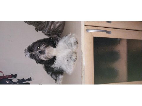 Shih Tzu Yavru Köpeği