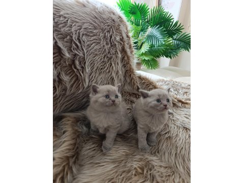 Sevimli British Shorthair Bebekler