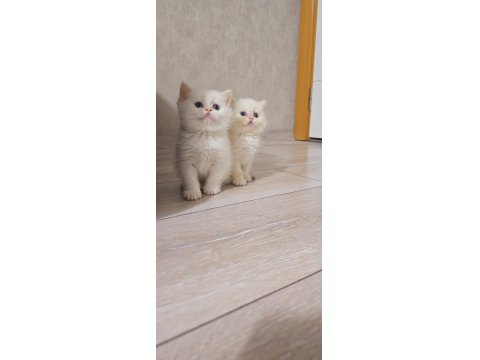 Her Kodda Disi Erkek Show Kalite Safkan