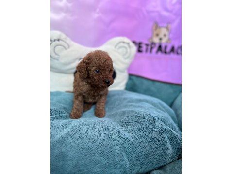 Red Brown Toy Poodle Bebekler