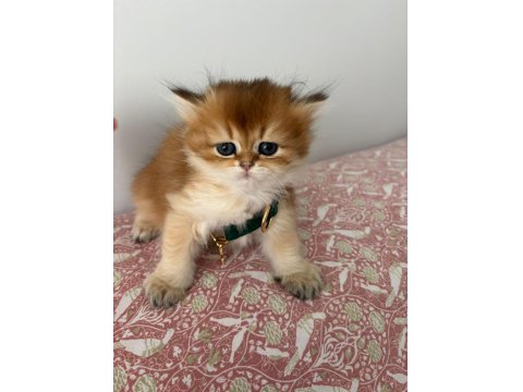 British Longhair / Shorthair & Golden Point