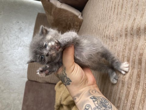 British Shorthair Yavrular Yeni Yuvalarına Hazır