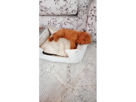 Harika Bir Köpektir