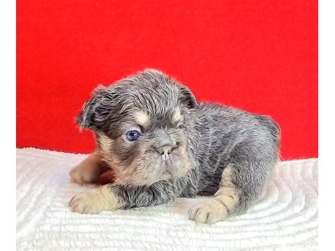 Tr Deki En Yeni Ve Üst French Bulldoglar