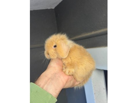 Safkan Hollanda Lop Tavşan Yavruları Her Yere Gönderim