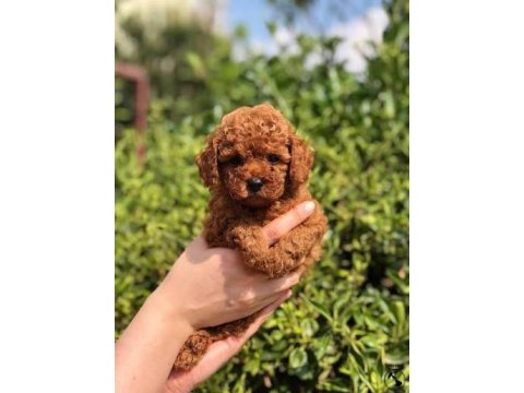 Orjinal Poodle Köpekleri