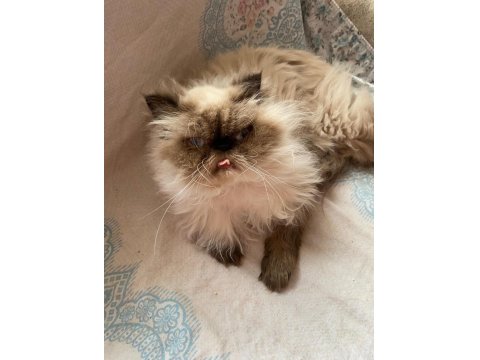 İran Himalayan Tatlı Kedimize Yuva Arıyoruz