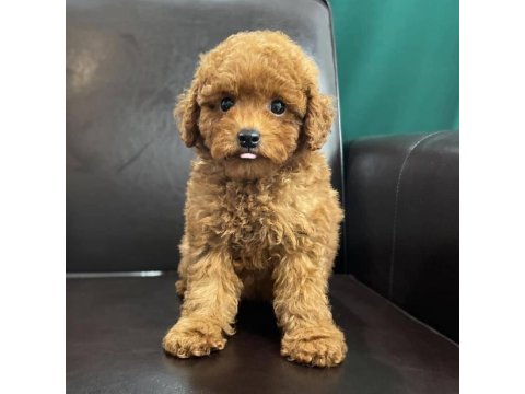 Toy Poodle Yavruları