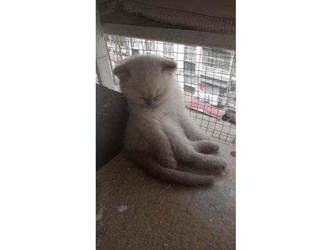 Adana Scottish Blue Point Dişi 45 Günlük Kedimiz