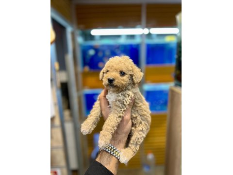 Sevimli Maltipoo Yavrular