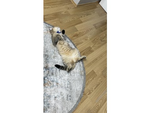 British Oğlumuz Oscar İçin İyi Bakabilecek Birini Arıyoruz