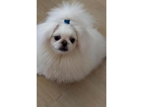 Safkan Pekinez Yavru Köpekler