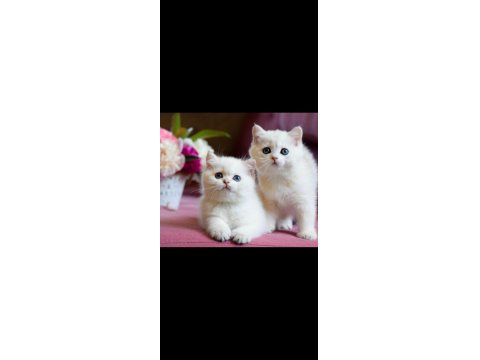Kar Beyaz Silver British Shorthair
