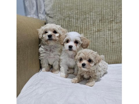 Maltipoo Bizimle Tanışmadan Karar Vermeyin