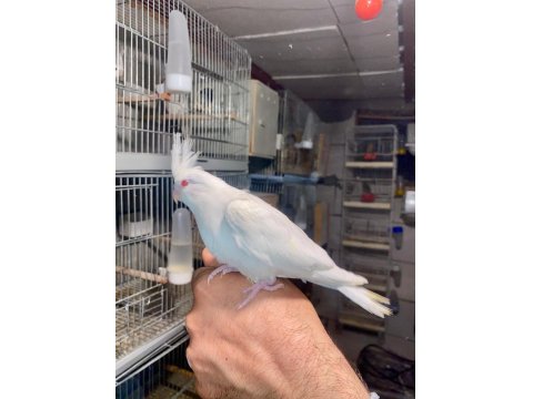 Albino Sultan Papağanı 40 Günlük
