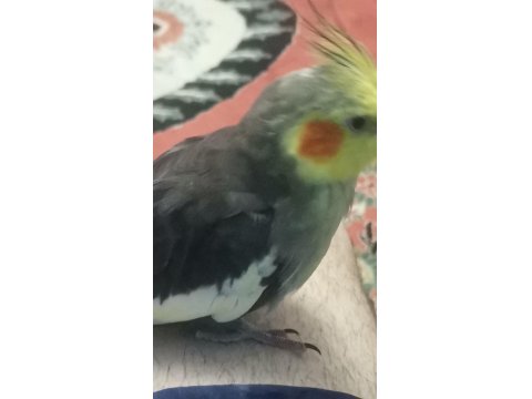 Erkek Sultan Papağanı Kayıp İlanı