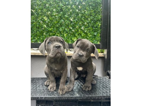 Irk Garantili 2 Aylık Erkek Ve Dişi Cane Corso